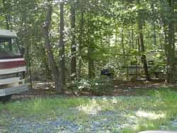 Wooded camping area with dappled sunlight on the forest floor