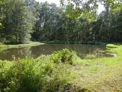 Lower pond with calm waters reflecting the tree canopy