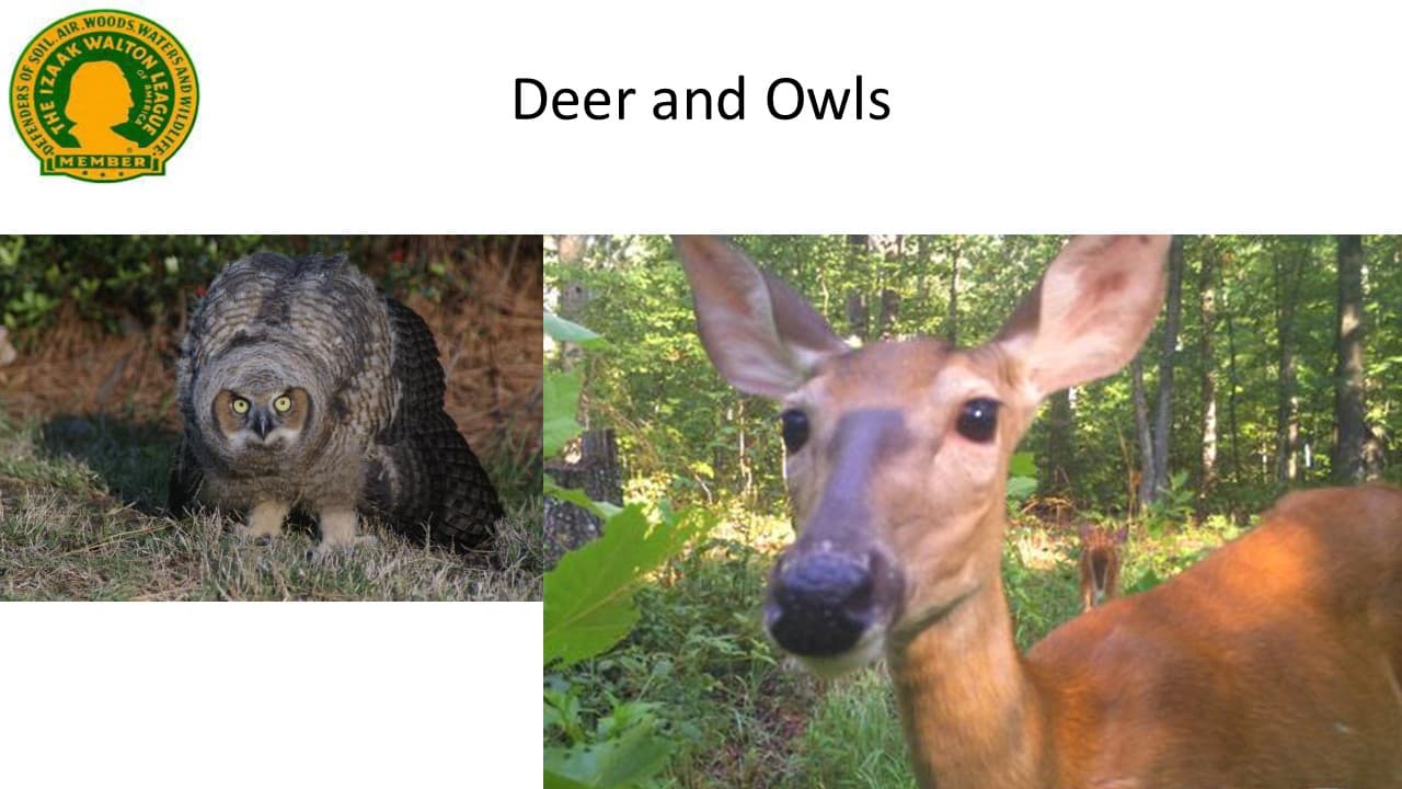 Chapter slideshow image 11